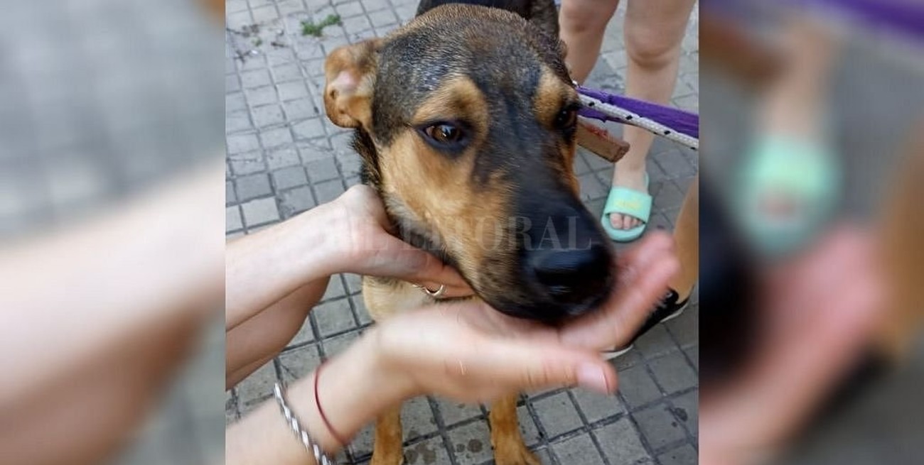 Video: se mudaron y dejaron al perro abandonado en la terraza