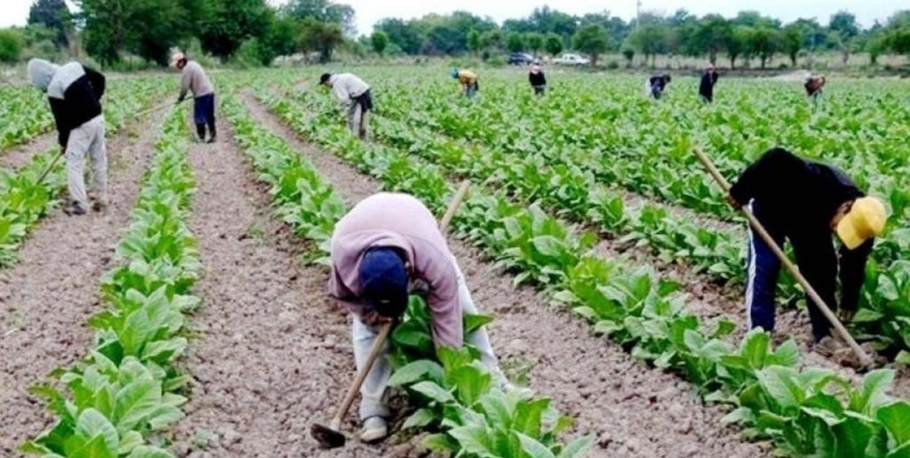 Invirtieron 102 millones de pesos en productores tabacaleros de Corrientes