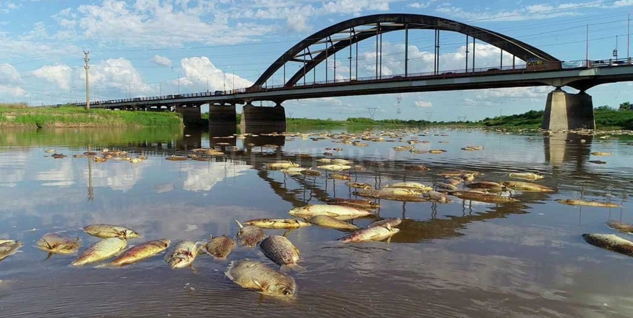 Hallaron herbicidas e insecticidas  en el Salado y en los peces muertos