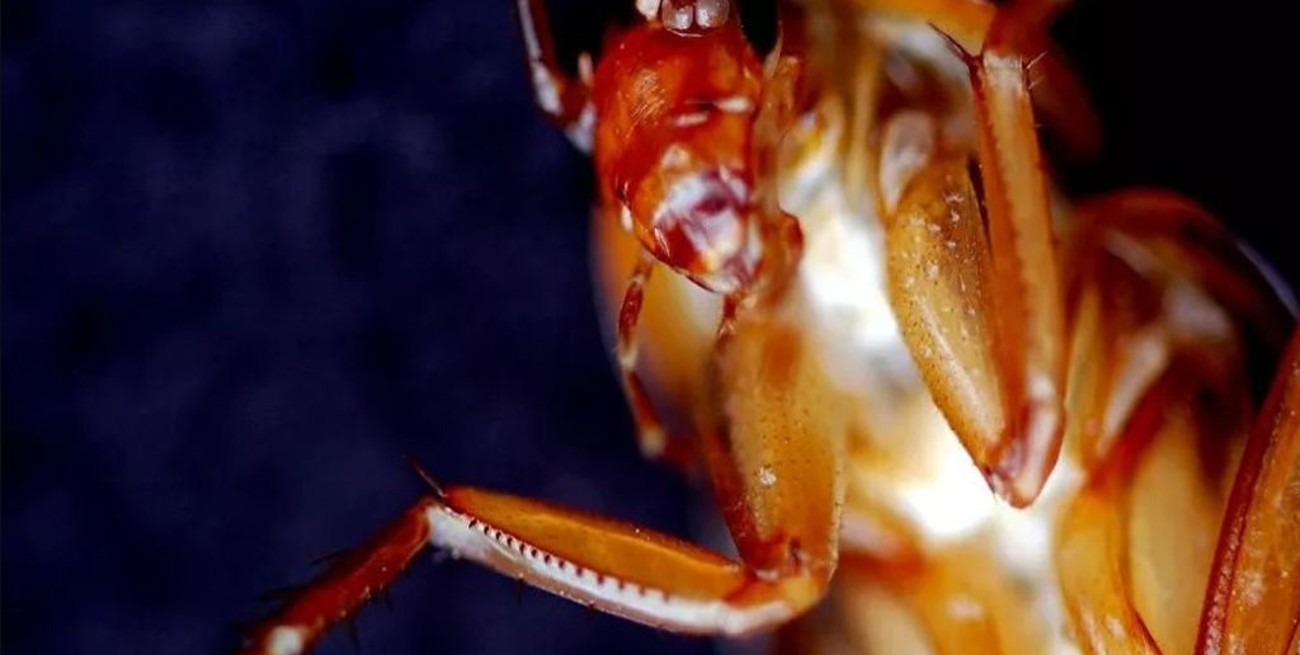 Llega la comida hecha "de insectos" para alimentar a las mascotas y ayudar al planeta