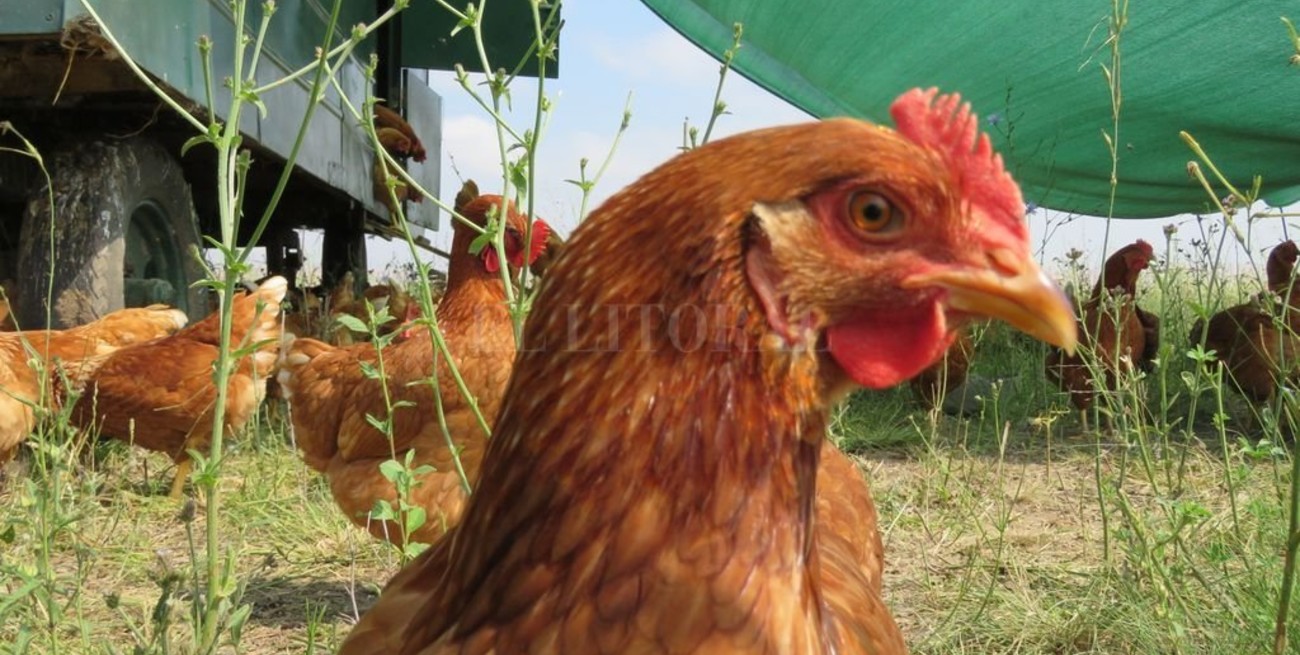 Gallinas felices, consumidores conformes  