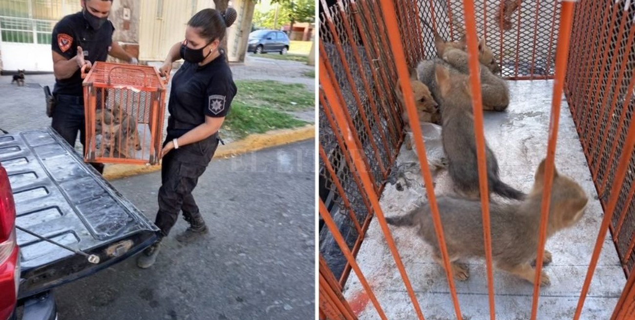 Rescataron a seis cachorros de zorro gris en Funes
