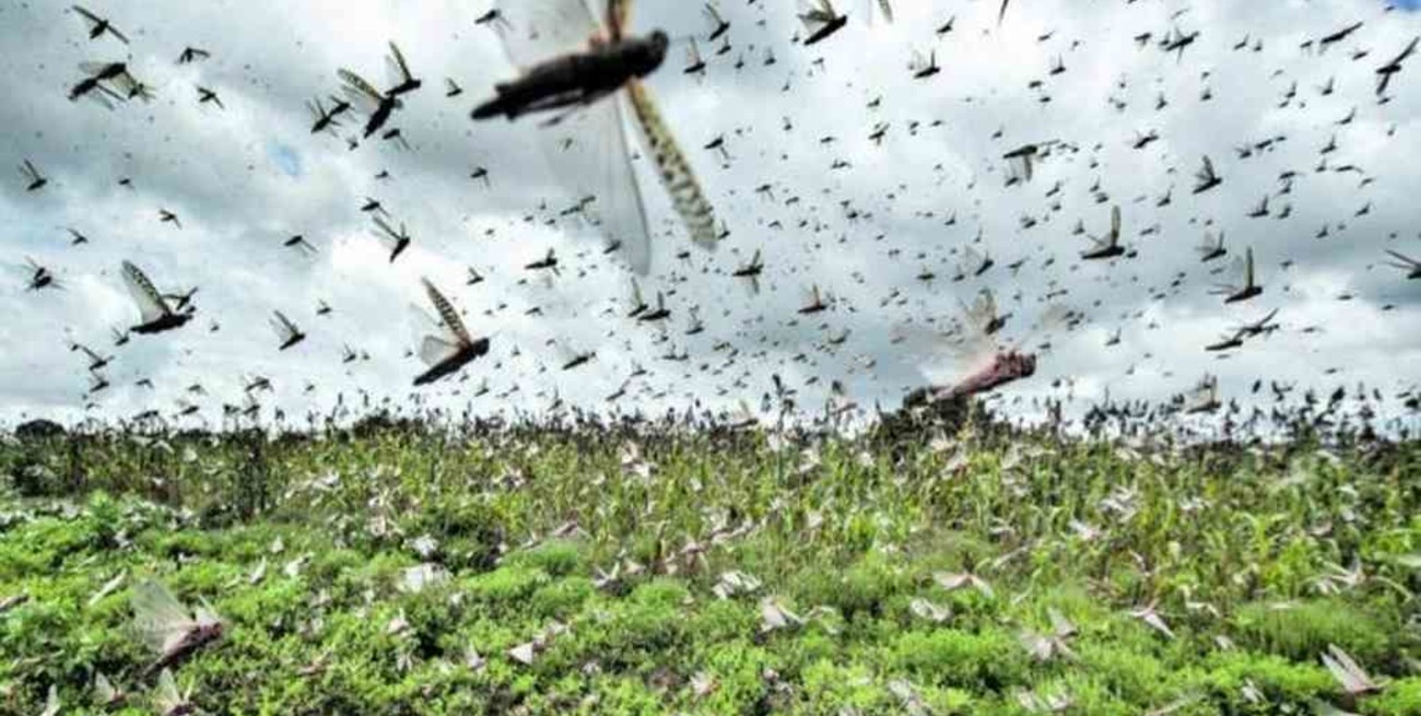 Decretaron emergencia sanitaria en dos estados de Brasil por el avance de langostas desde Argentina