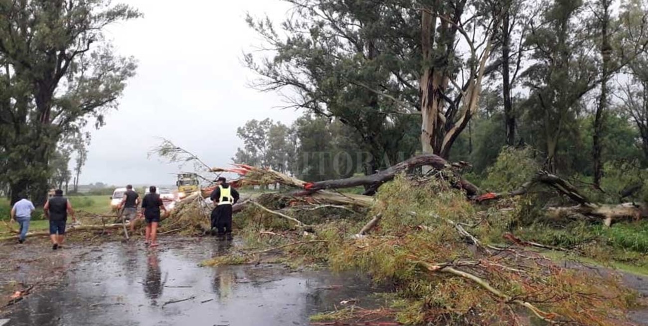 Se cayó un árbol y cortó la Ruta Provincial 4