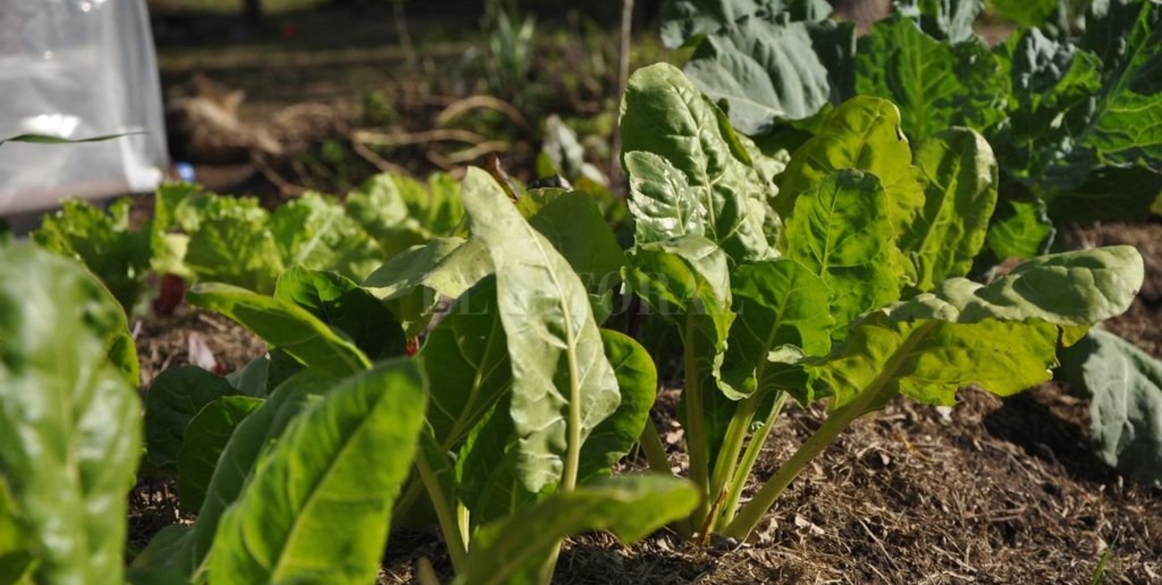 Entregan kits de semillas en Santa Fe 