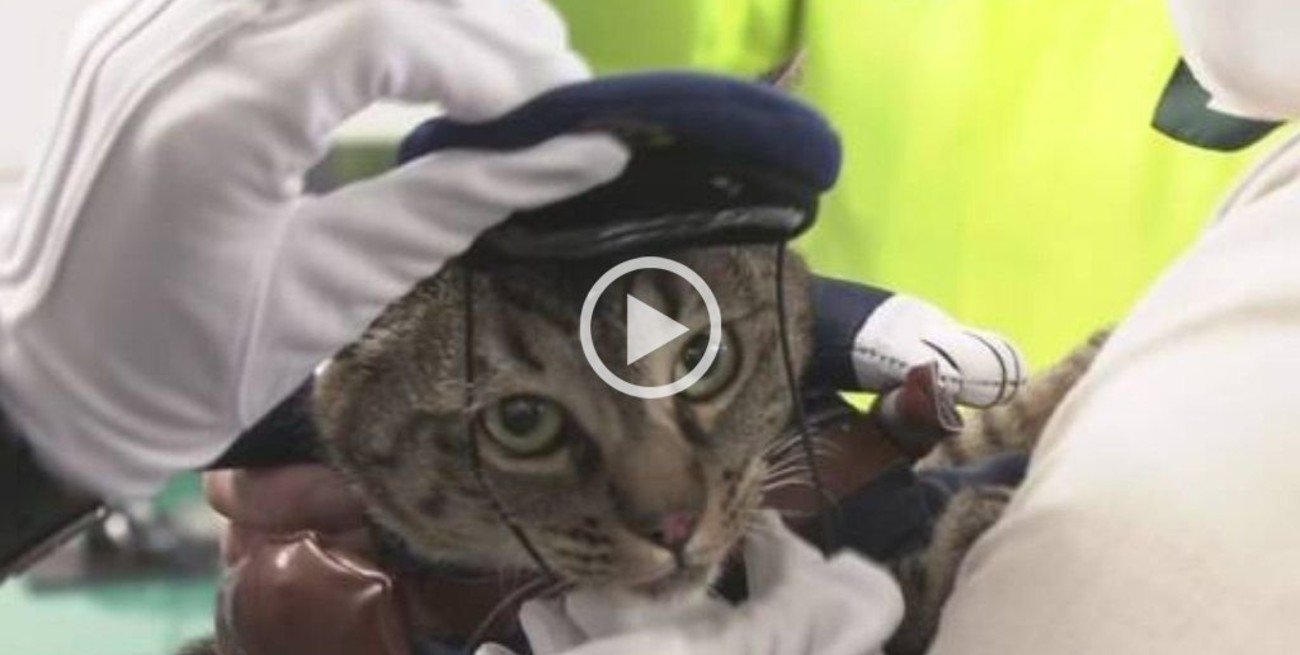 Video: una gata salva la vida de un anciano y se convierte en Jefa de Policía