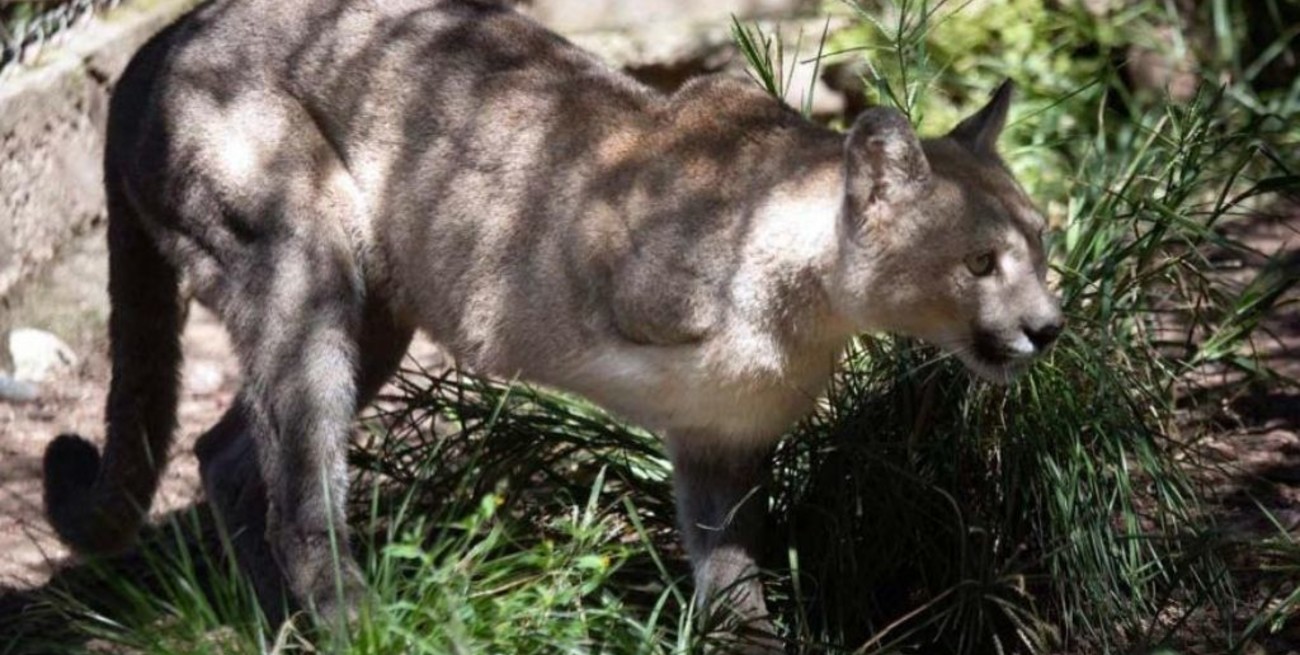 Le amputó la pierna a una puma y ahora deberá pagarle una indemnización al animal