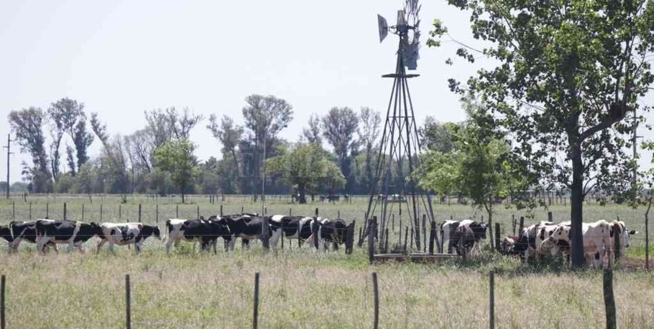 Sancionarán a vecinos que críen animales en plena vía pública 