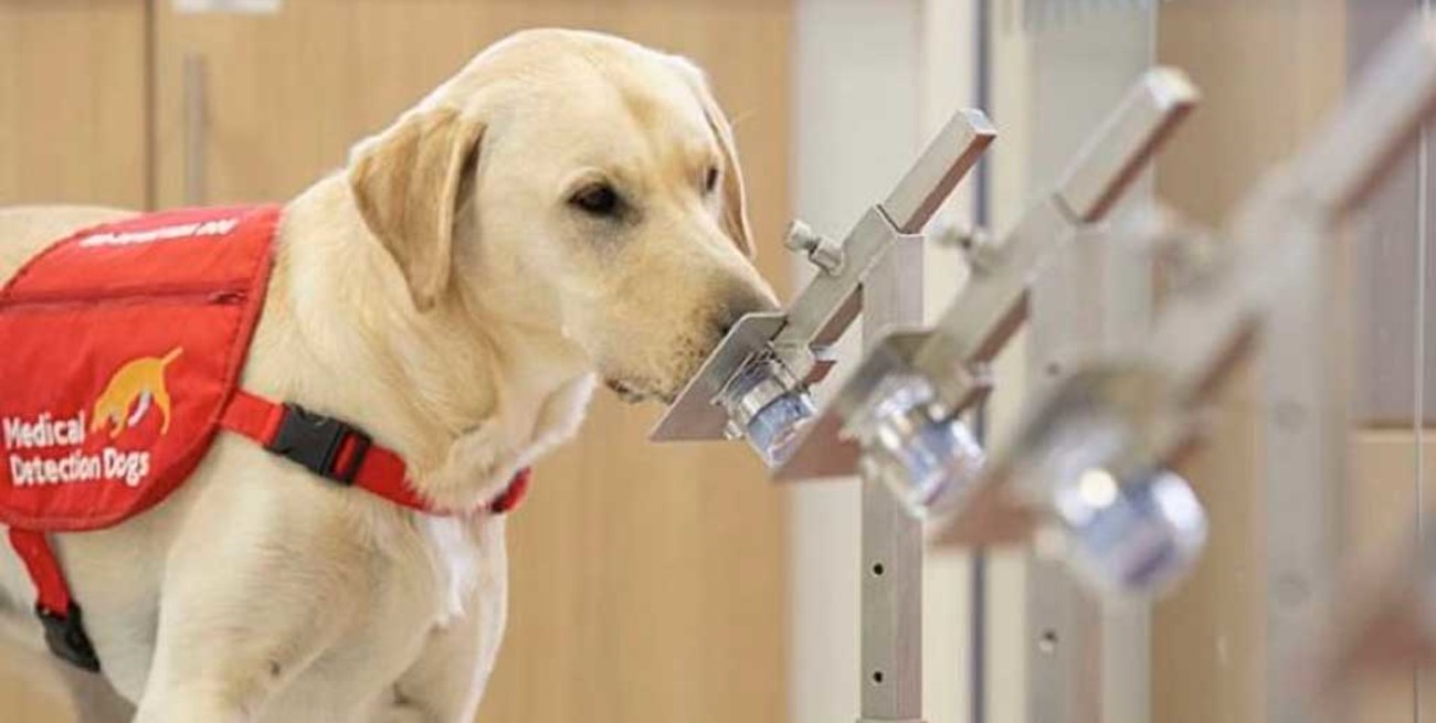 Reino Unido entrenará perros para ver si pueden detectar el coronavirus