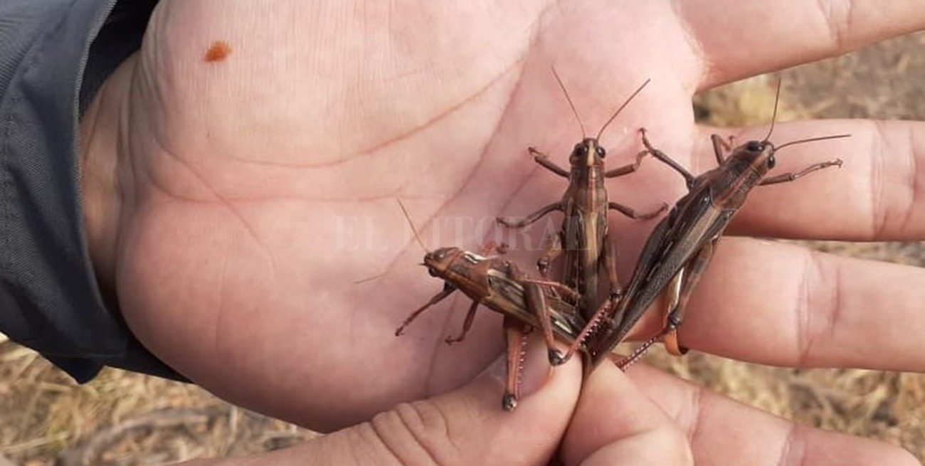 4 nuevas mangas entraron al país