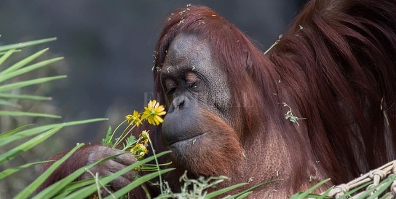 La orangutana Sandra ya tiene novio