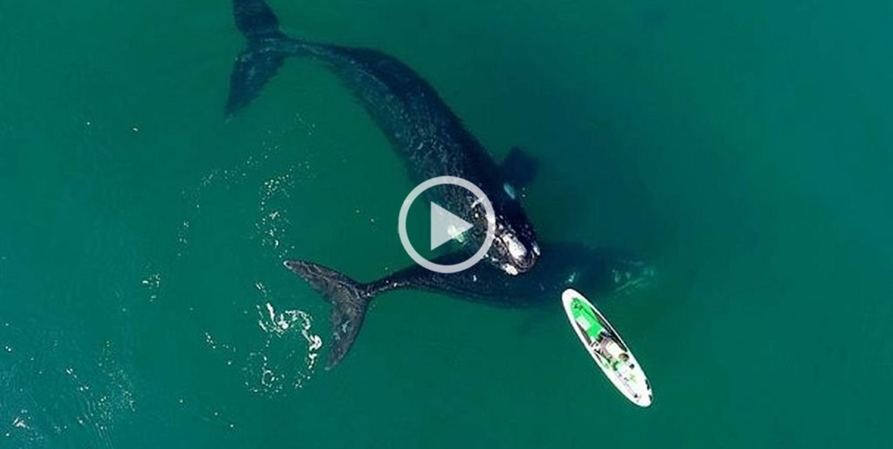 Ballenas "virales" en Puerto Madryn: una historia de cumpleaños que recorre el mundo
