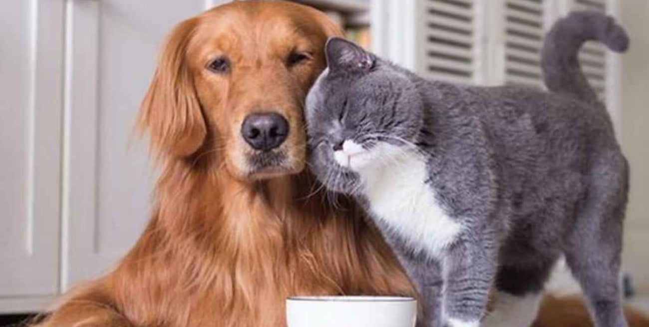 La fórmula "definitiva" para calcular la edad de tu perro o gato en años humanos