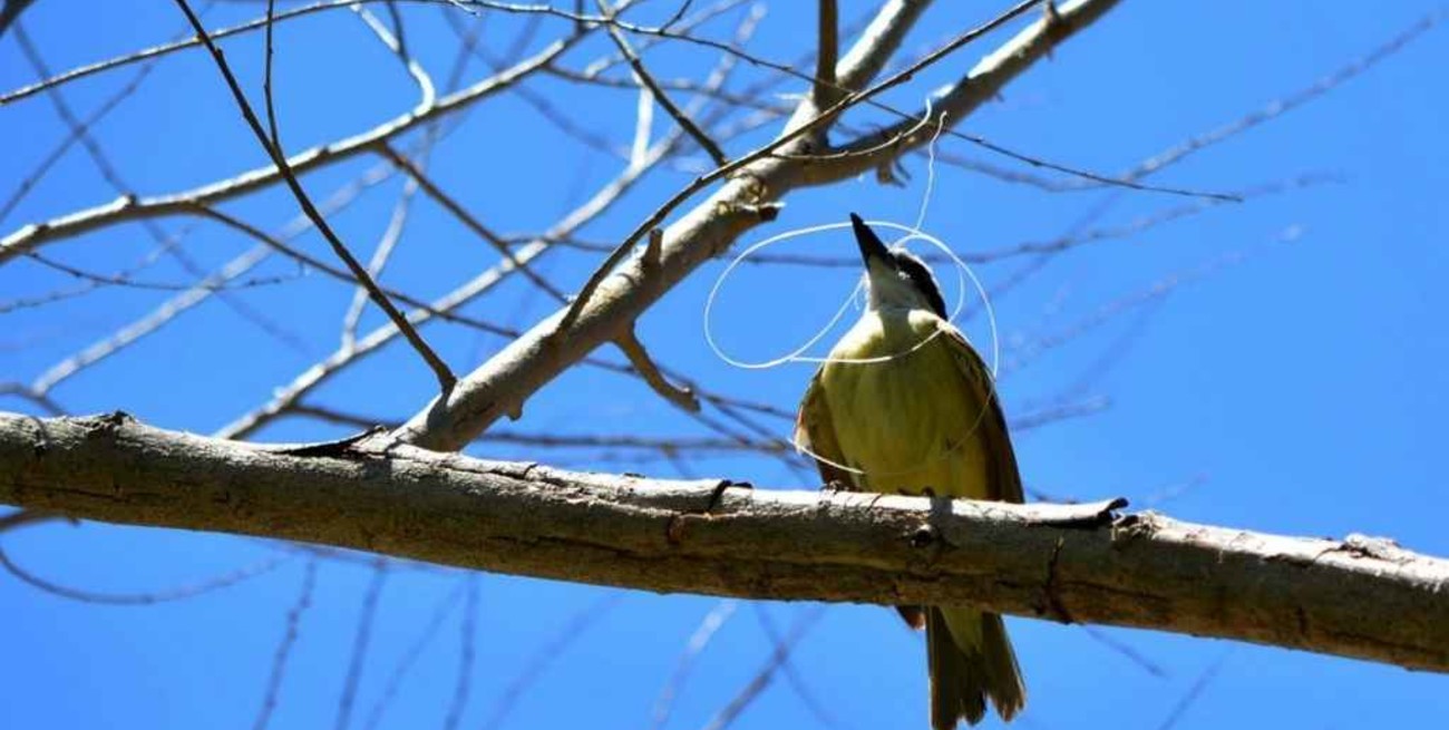Contaminación por plástico: invitan a cuidar la fauna  