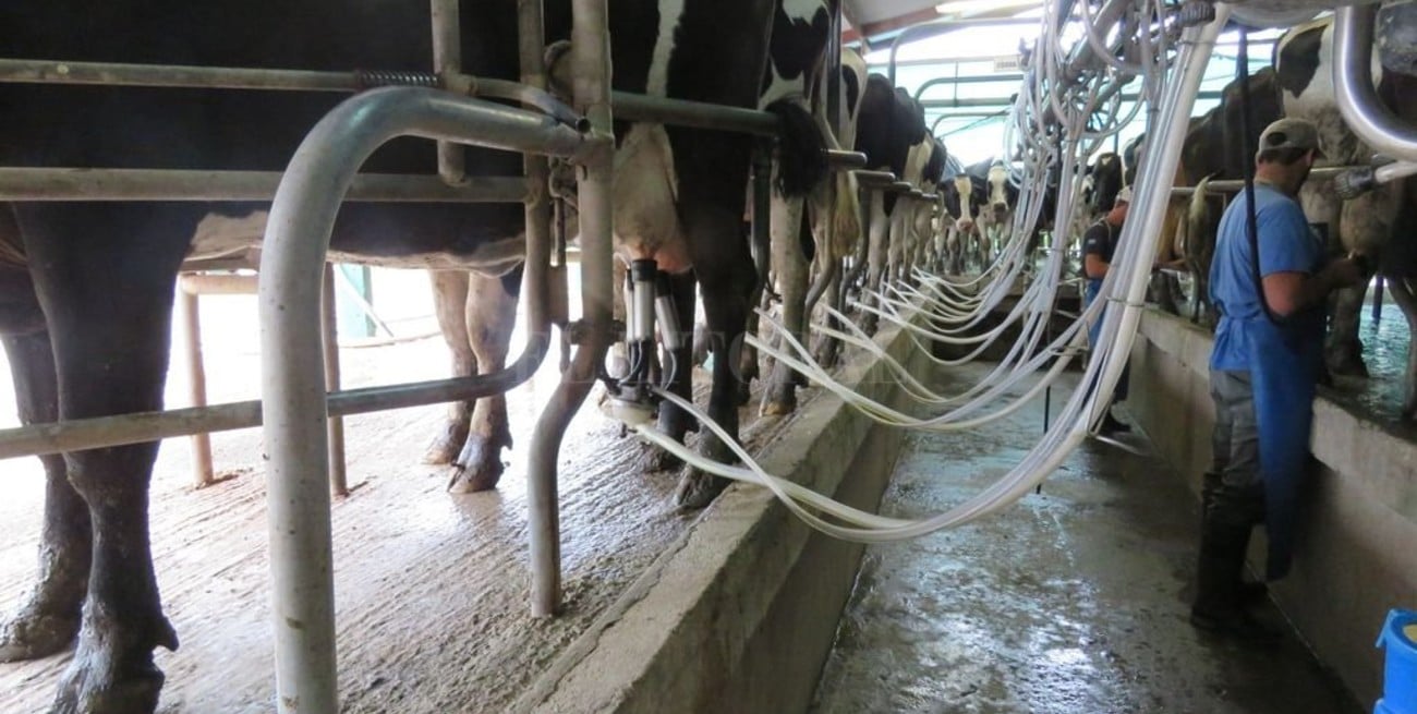 Otro revés al campo: suben las retenciones al sector de la lechería
