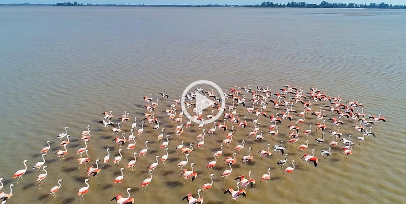 Los extraños círculos que dejaron los flamencos tras su paso por la Setúbal