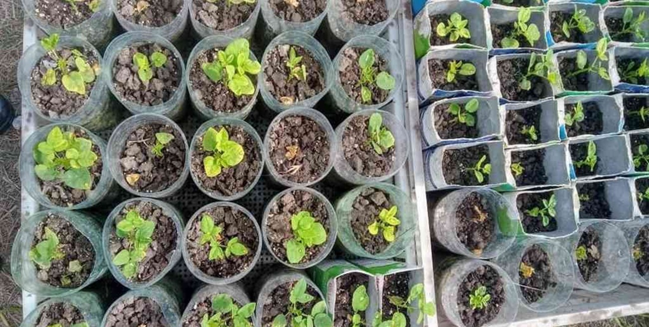 Santo Domingo: comenzó a producir el nuevo vivero comunal