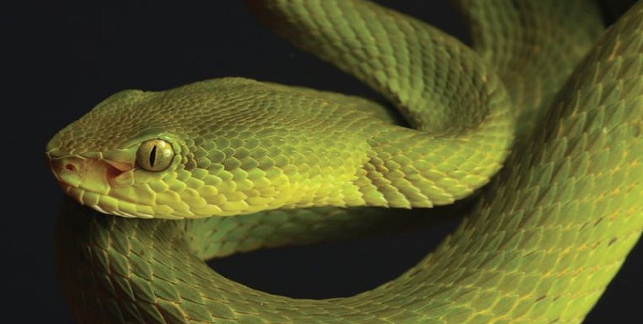Descubrieron un nuevo tipo de serpiente y la llamaron Salazar Slytherin