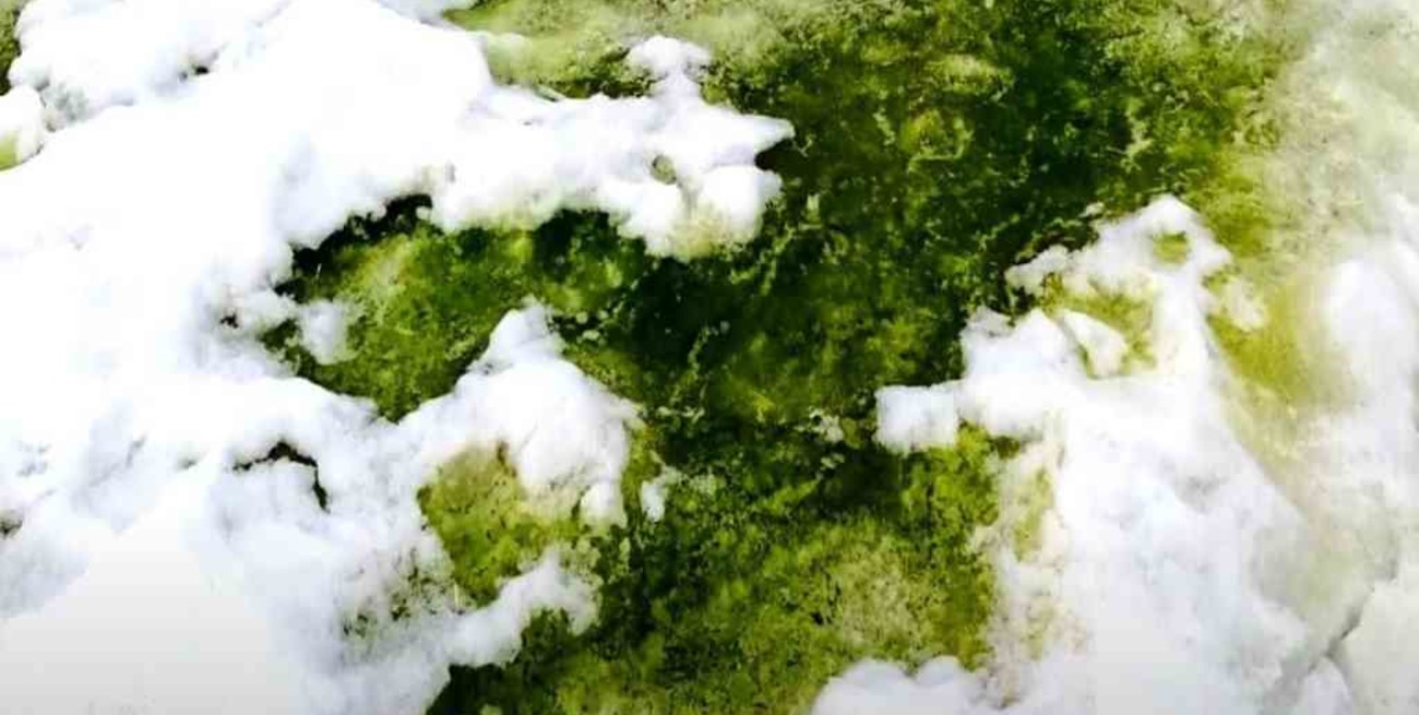 La Antártida se tiñe de "nieve verde"