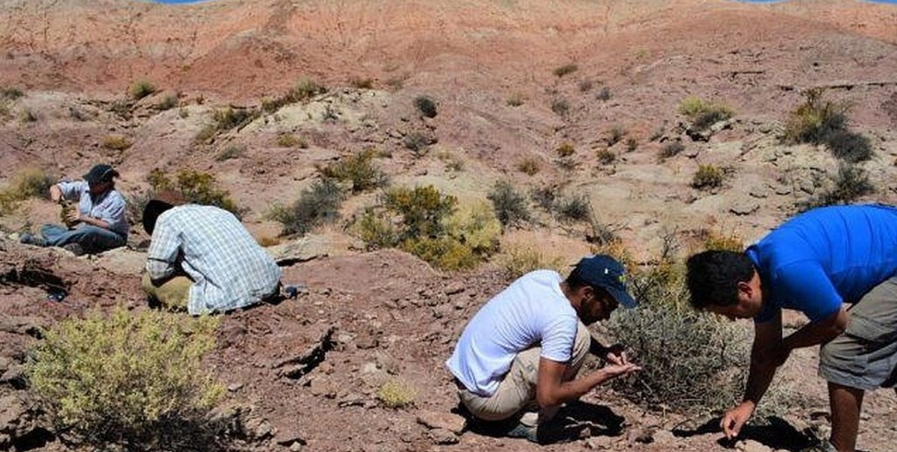 Río Negro: presentaron fósiles de un dinosaurio alado