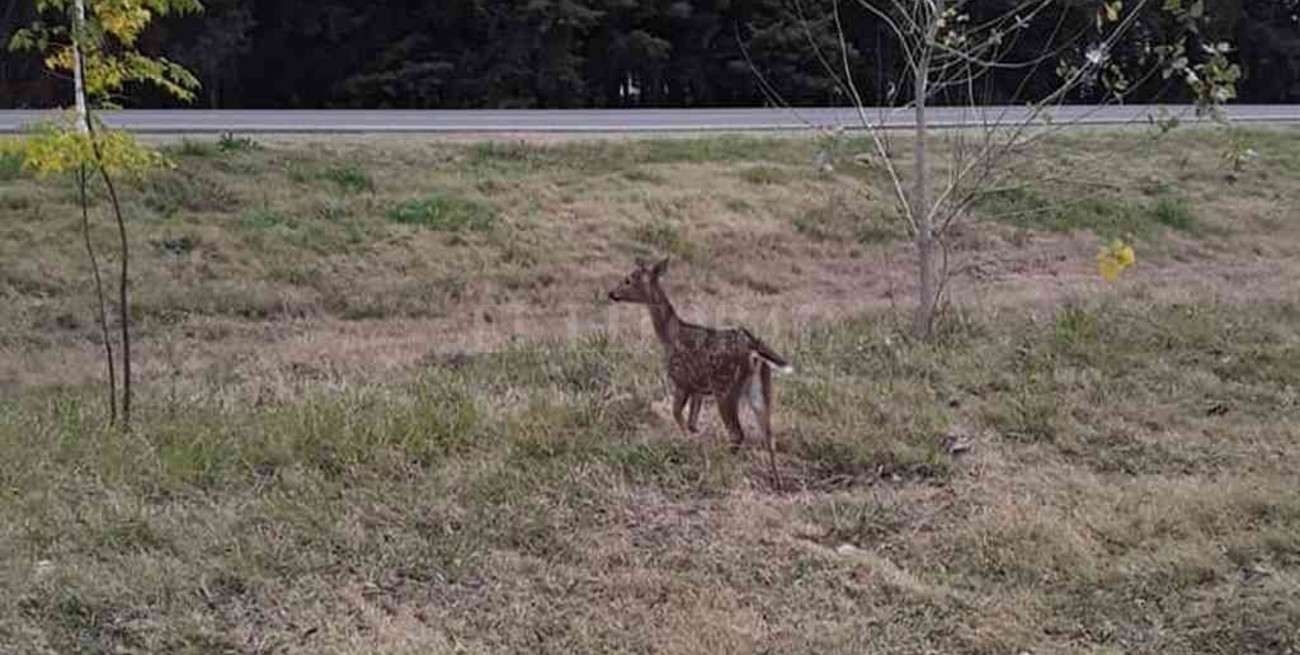 Trotaba por la ciudad y la sorprendió un ciervo Axis