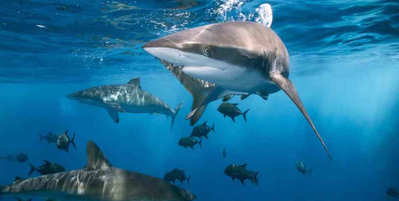 Casi el 40% de las especies de tiburones están en peligro de extinción