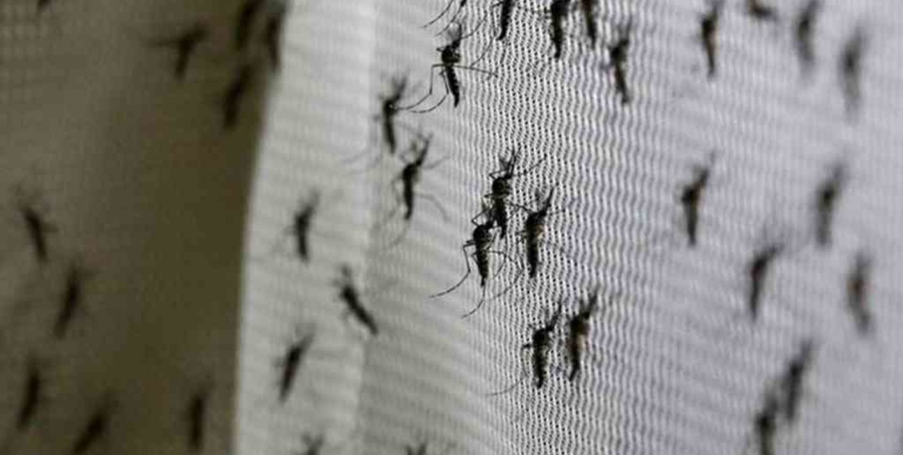 Liberaron miles de mosquitos modificados genéticamente en Estados Unidos