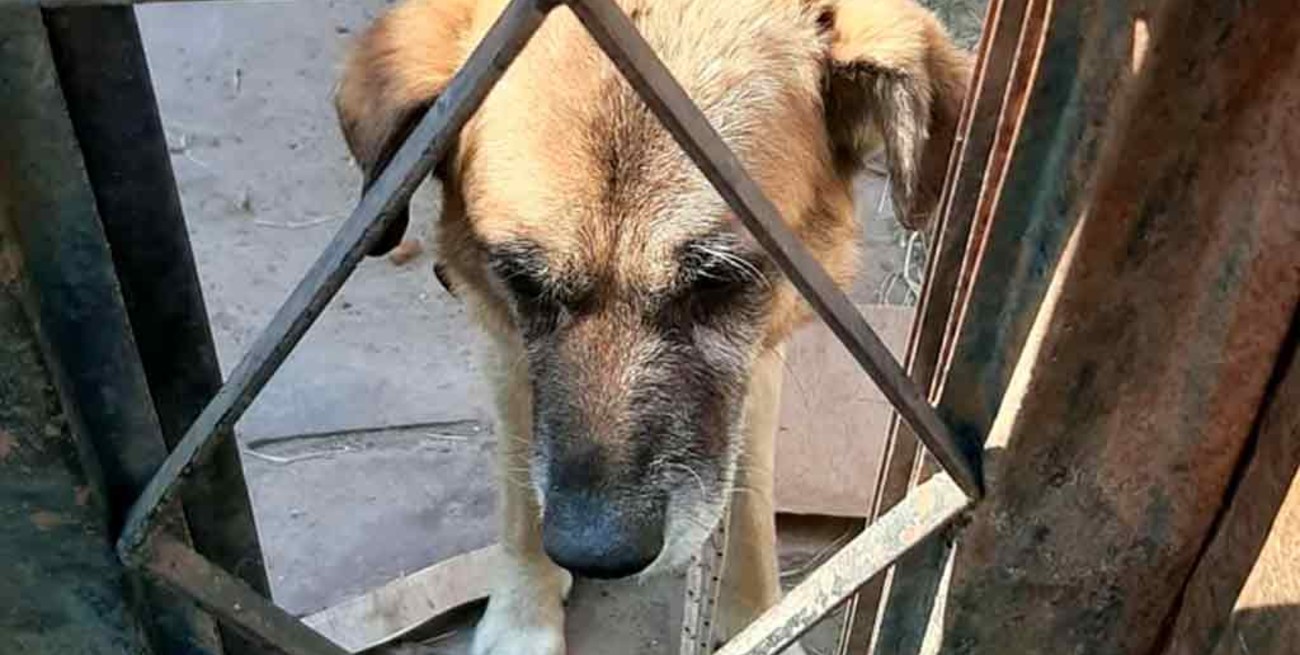 Aumentaron las denuncias por maltrato animal durante la pandemia