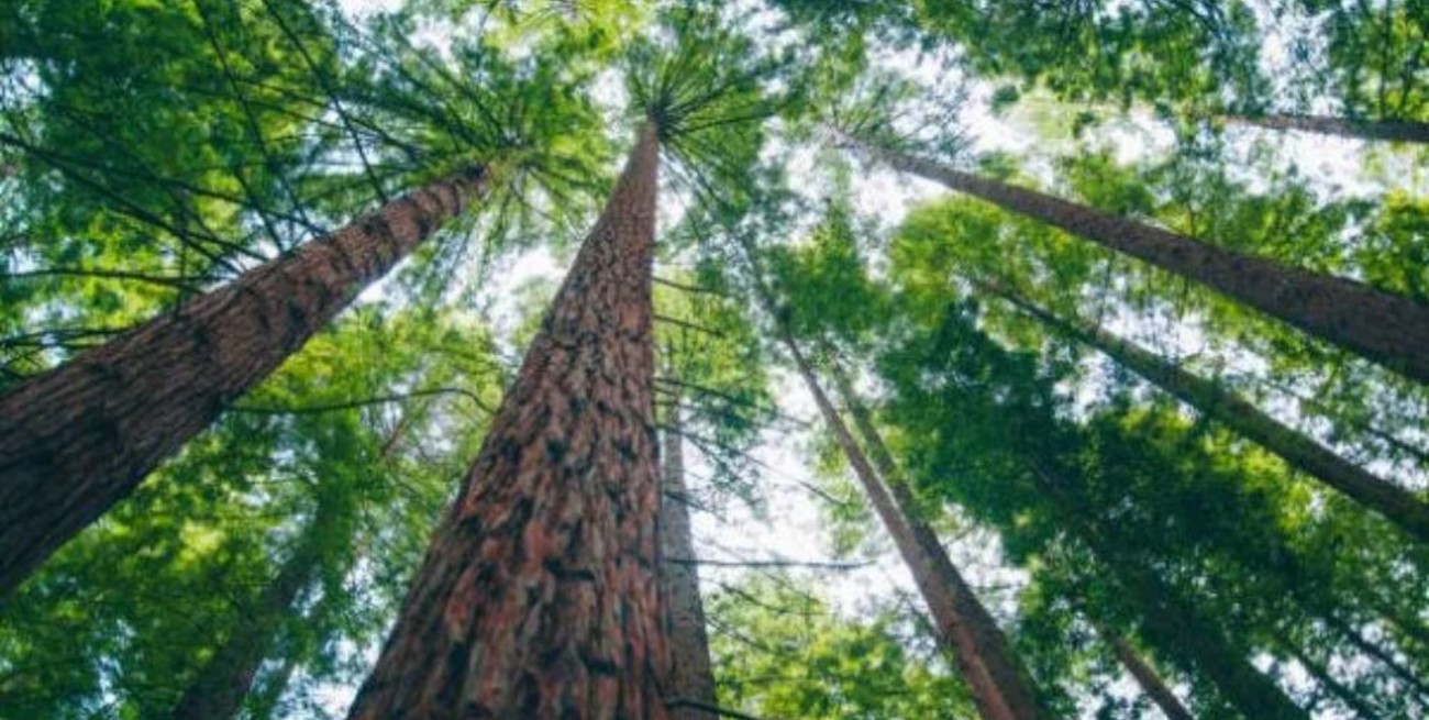 Un tercio de los árboles silvestres del mundo está en peligro de extinción
