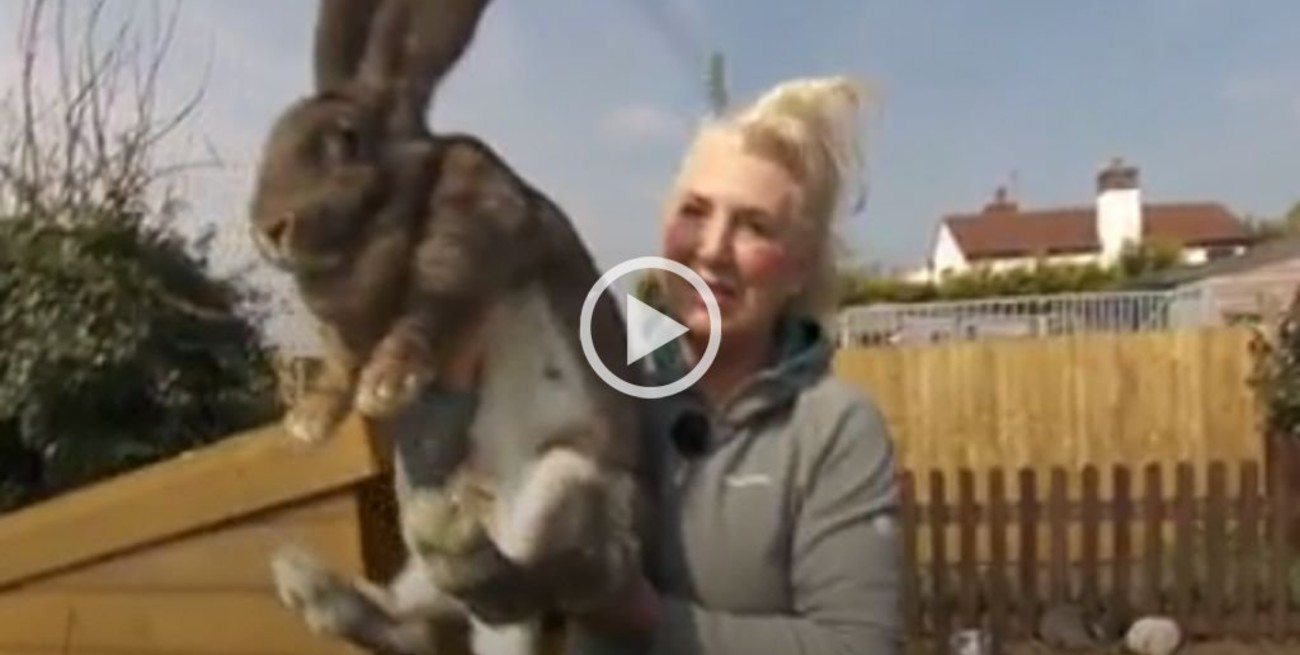 Se robaron en Inglaterra a Darius, el "conejo más grande del mundo"