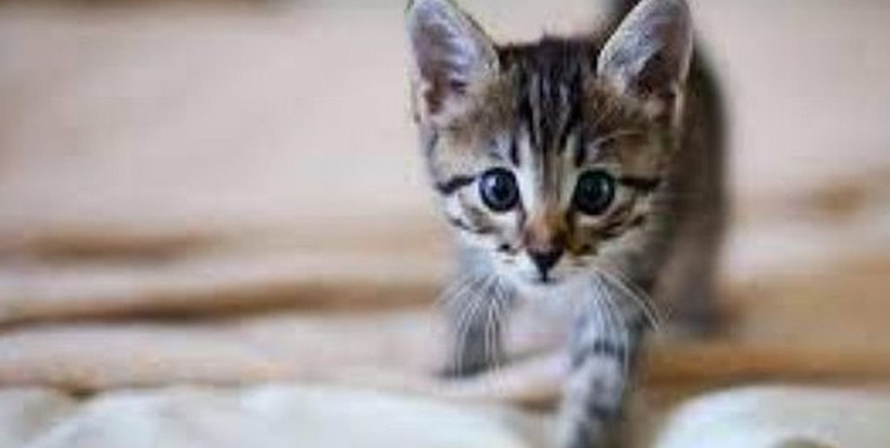 8 de Agosto: Día del Gato