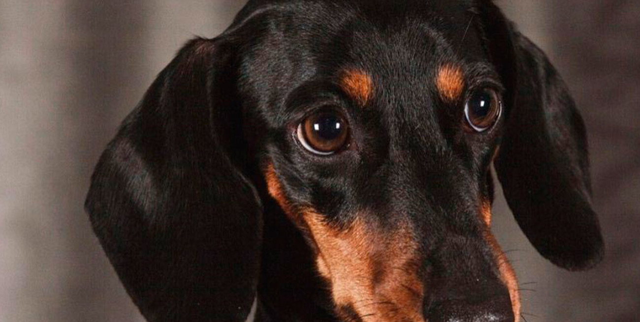 México confirma que cuatro perros dieron positivo de Covid-19