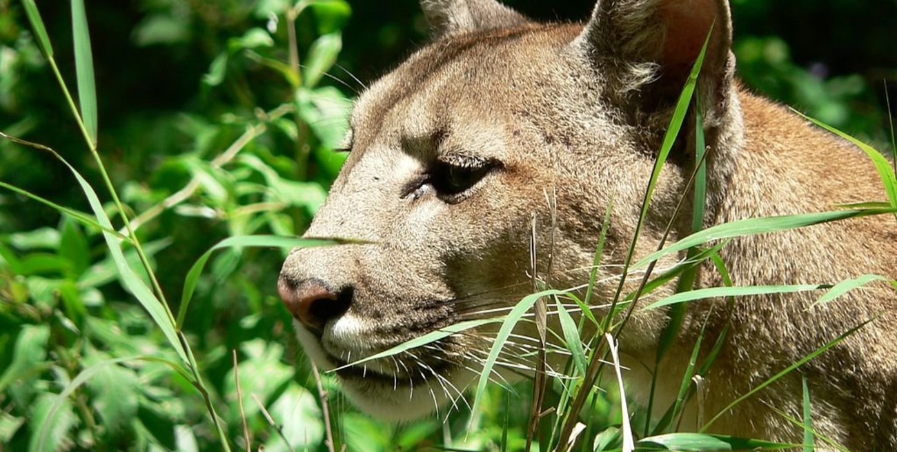 Lanzan una campaña para impedir la caza del puma para trofeo