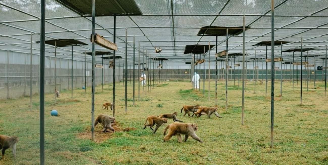 Las vacunas del futuro dependen de sujetos de prueba con escasez: monos