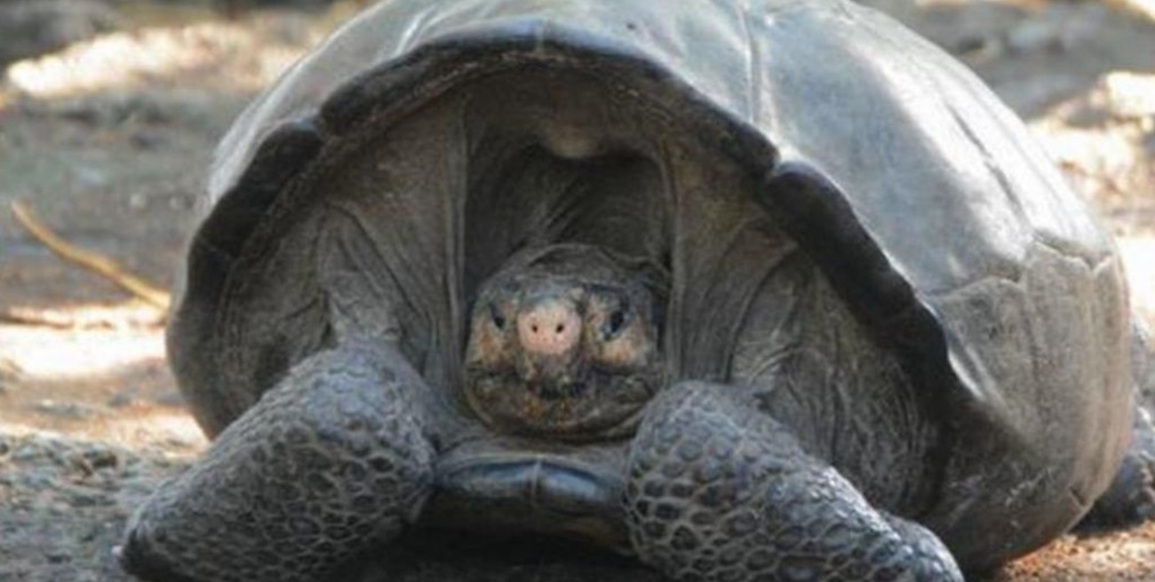 Encuentran tortuga en Galápagos que creían extinta hace un siglo