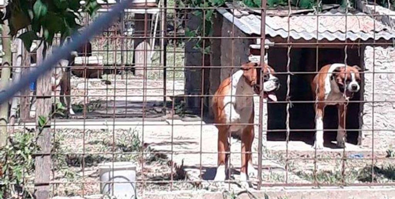 Piden juicio para los dueños de los perros 