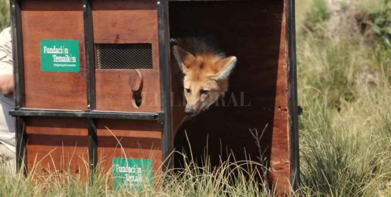 Liberaron en Santa Fe un aguara guazú rescatado en Buenos Aires