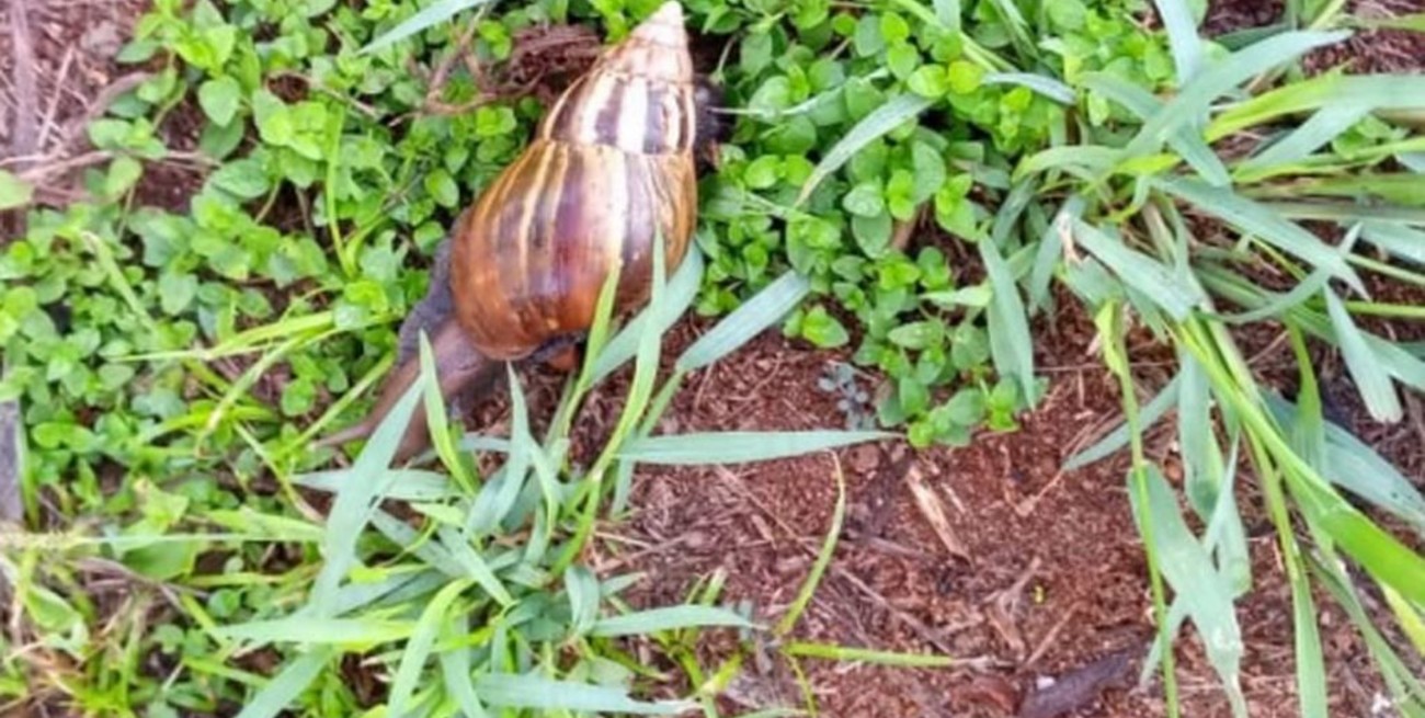 Alerta por la aparición de caracoles gigantes africanos en Misiones