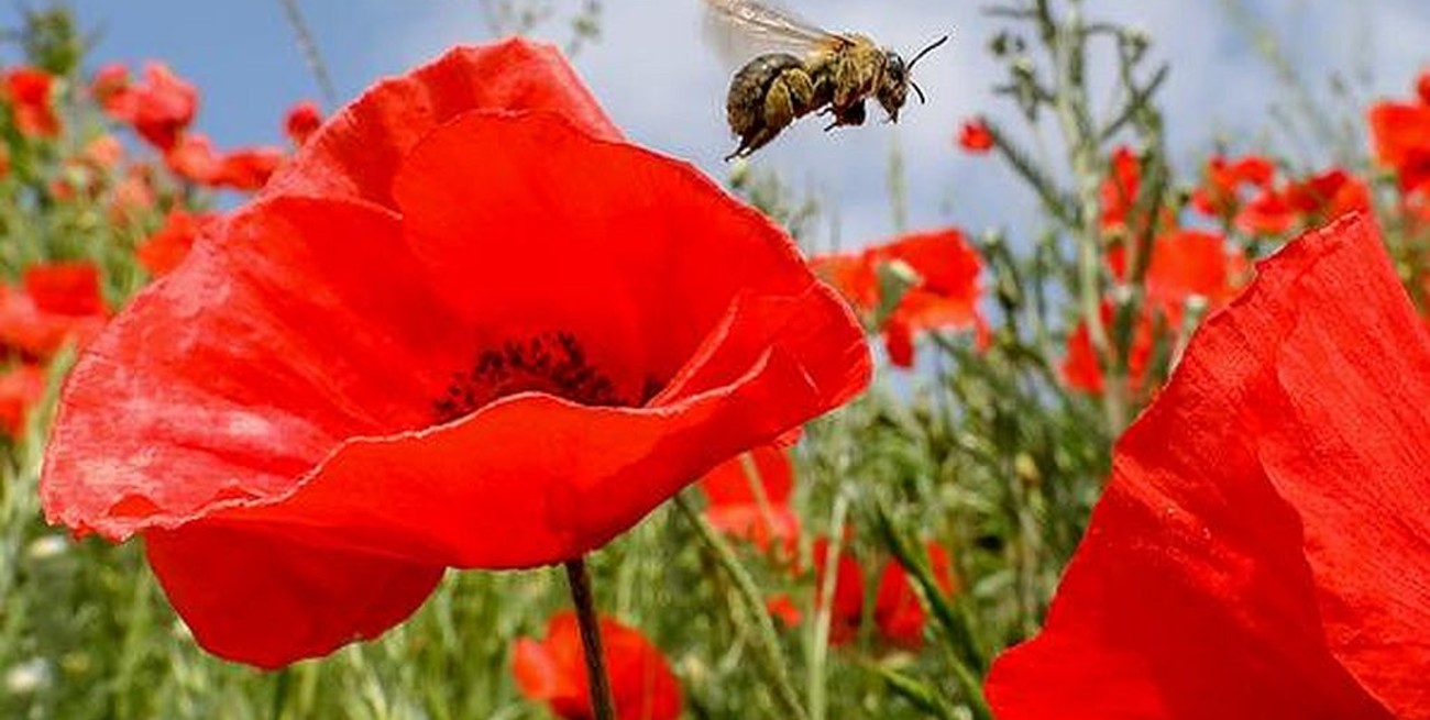 Alemania ratifica intención de prohibir el glifosato