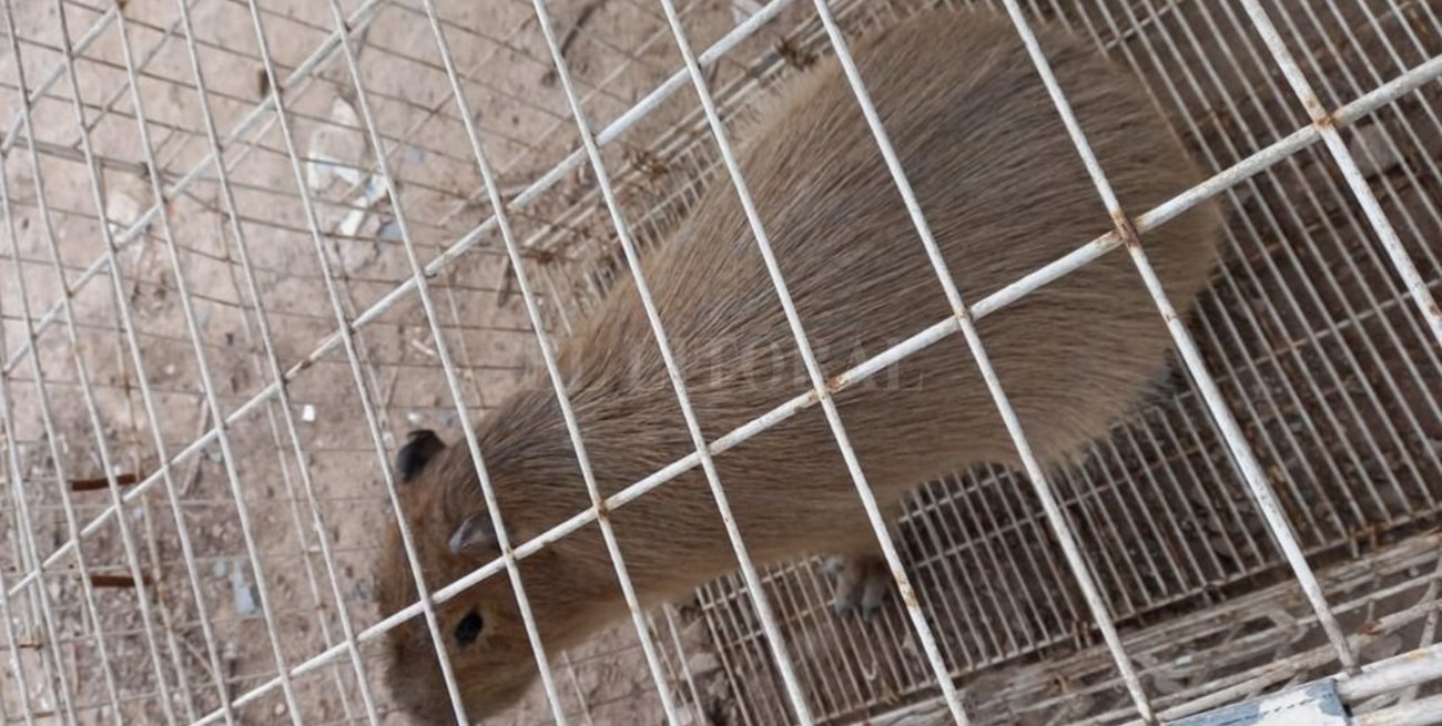 Rescataron a nutrias y a un carpincho 