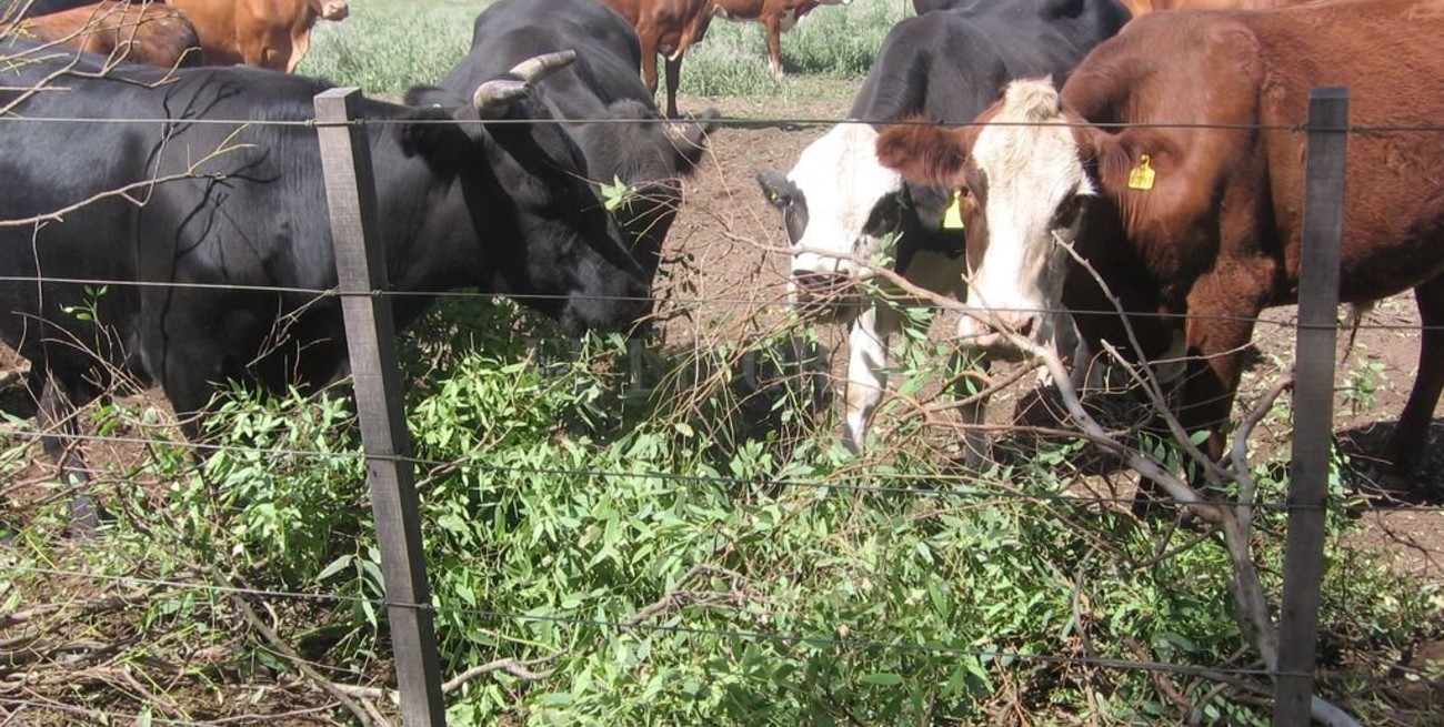 Árboles y arbustos forrajeros 