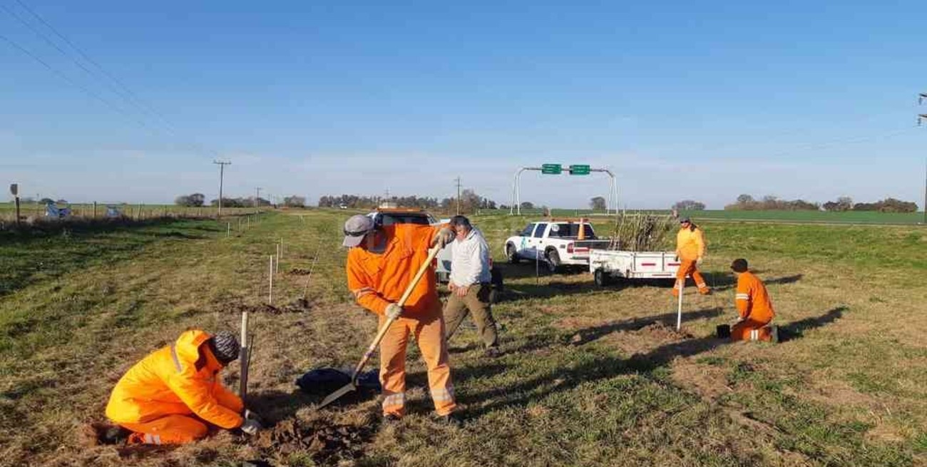 Entregan árboles para la forestación de rutas y accesos