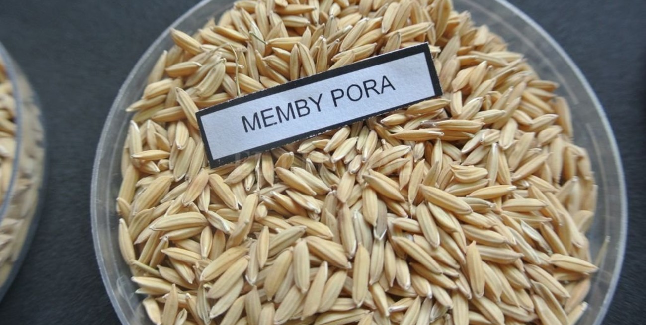Presentan un nuevo grano de arroz largo fino