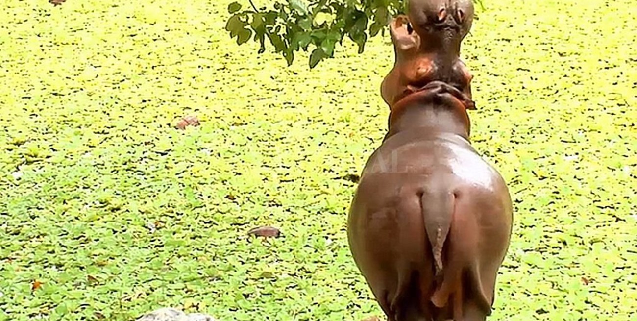 Colombia regala los hipopótamos de Pablo Escobar