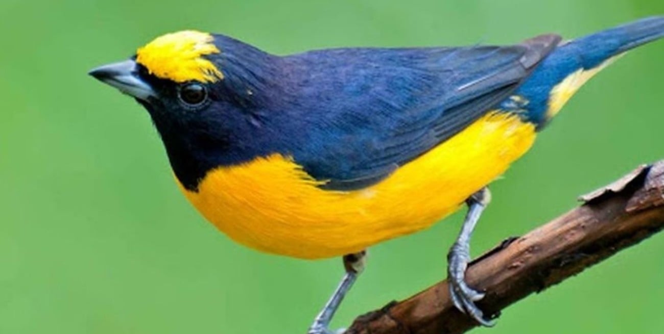 Aparecieron decenas de pájaros muertos frente a la Plaza 9 de Julio