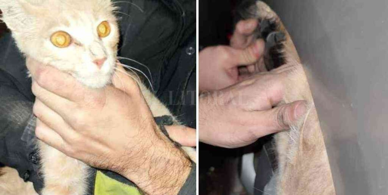Un gato quedó atrapado en el motor de un auto y lo rescataron los bomberos