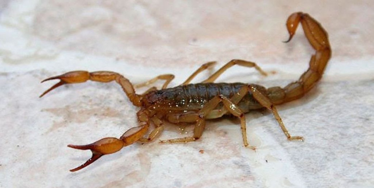 Corrientes: falleció un bebé por una picadura de alacrán