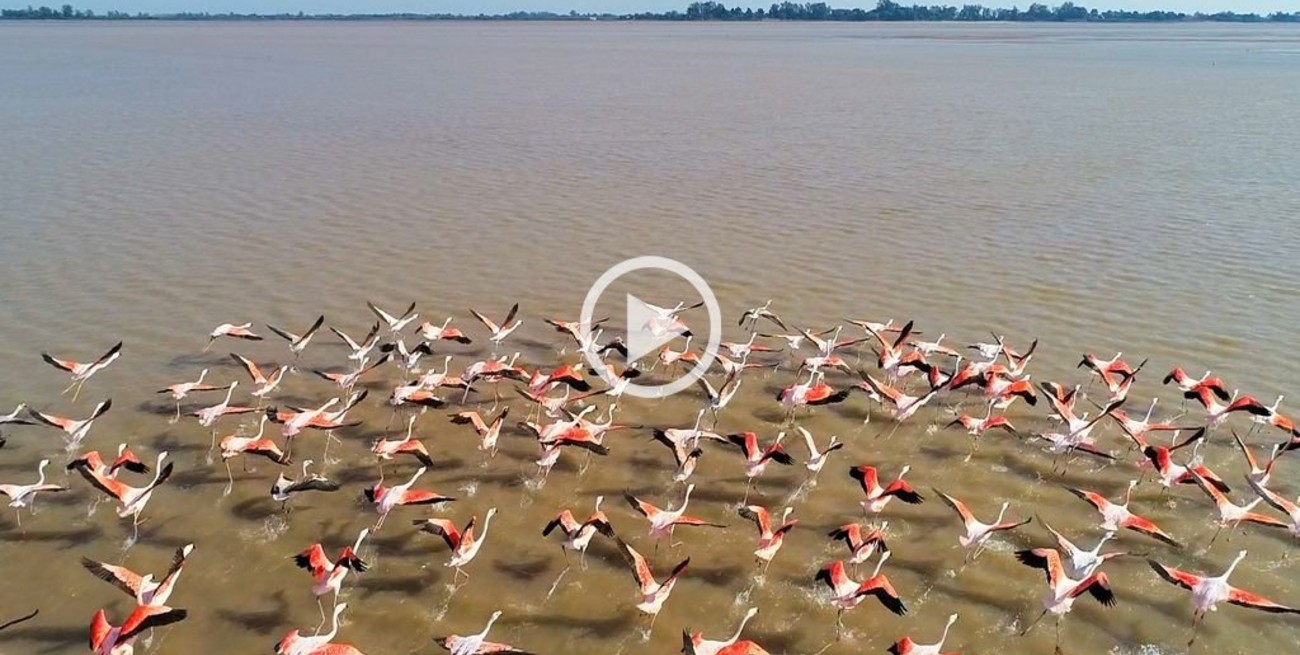 Danza de flamencos por las "venas" de la Setúbal