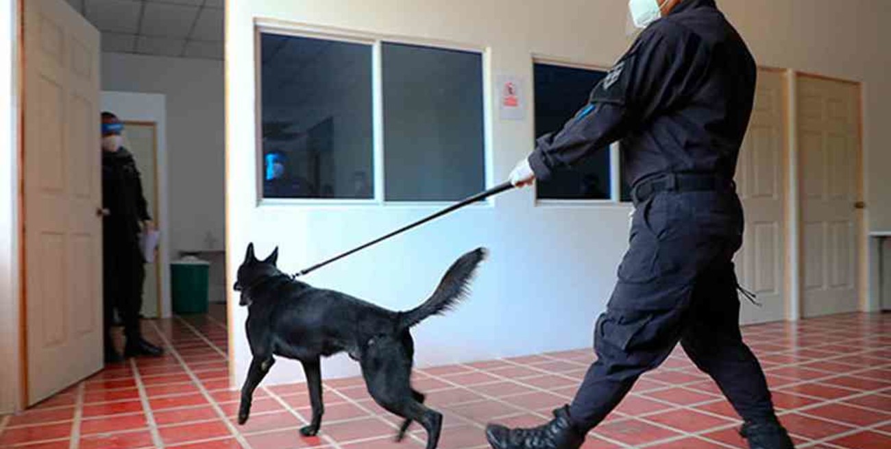 El Salvador utilizará perros para detectar el coronavirus en personas