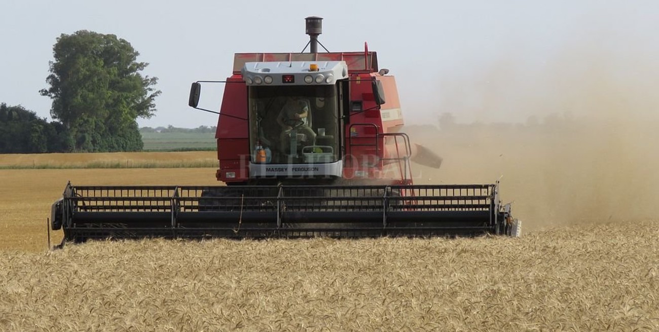 Se incrementará la cosecha de granos y se producirá más maíz que soja